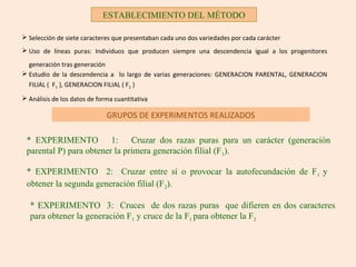 ESTABLECIMIENTO DEL MÉTODO
* EXPERIMENTO 1: Cruzar dos razas puras para un carácter (generación
parental P) para obtener la primera generación filial (F1).
* EXPERIMENTO 2: Cruzar entre sí o provocar la autofecundación de F1 y
obtener la segunda generación filial (F2).
 Selección de siete caracteres que presentaban cada uno dos variedades por cada carácter
 Uso de líneas puras: Individuos que producen siempre una descendencia igual a los progenitores
generación tras generación
 Estudio de la descendencia a lo largo de varias generaciones: GENERACION PARENTAL, GENERACION
FILIAL ( F1 ), GENERACION FILIAL ( F2 )
 Análisis de los datos de forma cuantitativa
GRUPOS DE EXPERIMENTOS REALIZADOS
* EXPERIMENTO 3: Cruces de dos razas puras que difieren en dos caracteres
para obtener la generación F1 y cruce de la F1 para obtener la F2
 