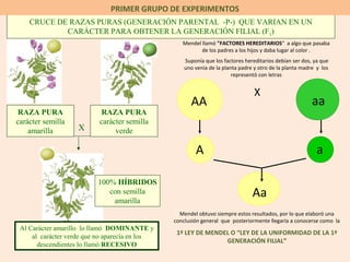 CRUCE DE RAZAS PURAS (GENERACIÓN PARENTAL -P-) QUE VARIAN EN UN
CARÁCTER PARA OBTENER LA GENERACIÓN FILIAL (F1)
X
Al Carácter amarillo lo llamó DOMINANTE y
al carácter verde que no aparecía en los
descendientes lo llamó RECESIVO
100% HÍBRIDOS
con semilla
amarilla
RAZA PURA
carácter semilla
amarilla
RAZA PURA
carácter semilla
verde
PRIMER GRUPO DE EXPERIMENTOS
Mendel llamó "FACTORES HEREDITARIOS" a algo que pasaba
de los padres a los hijos y daba lugar al color .
Suponía que los factores hereditarios debían ser dos, ya que
uno venía de la planta padre y otro de la planta madre y los
representó con letras
AA aa
A a
Aa
X
Mendel obtuvo siempre estos resultados, por lo que elaboró una
conclusión general que posteriormente llegaría a conocerse como la
1ª LEY DE MENDEL O “LEY DE LA UNIFORMIDAD DE LA 1ª
GENERACIÓN FILIAL”
 