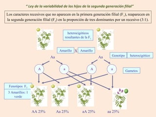 Los caracteres recesivos que no aparecen en la primera generación filial (F1), reaparecen en
la segunda generación filial (F2) en la proporción de tres dominantes por un recesivo (3:1).
Aa
Gametos
X
GenotipoAa
A Aa a
heterocigóticos
resultantes de la F1
AA 25% aA 25%Aa 25% aa 25%
“ Ley de la variabilidad de los hijos de la segunda generación filial”
heterocigótico
Fenotipos F2
3 Amarillos: 1
verde
Amarillo Amarillo
 