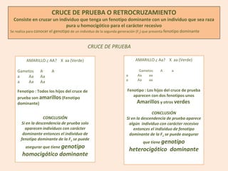 CRUCE DE PRUEBA O RETROCRUZAMIENTO
Consiste en cruzar un individuo que tenga un fenotipo dominante con un individuo que sea raza
pura u homocigótico para el carácter recesivo
Se realiza para conocer el genotipo de un individuo de la segunda generación (F2) que presenta fenotipo dominante
CRUCE DE PRUEBA
AMARILLO ¿ AA? X aa (Verde)
Gametos A A
a Aa Aa
a Aa Aa
Fenotipo : Todos los hijos del cruce de
prueba son amarillos (Fenotipo
dominante)
CONCLUSIÓN
Si en la descendencia de prueba solo
aparecen individuos con carácter
dominante entonces el individuo de
fenotipo dominante de la F2 se puede
asegurar que tiene genotipo
homocigótico dominante
AMARILLO ¿ Aa? X aa (Verde)
Gametos A a
a Aa aa
a Aa aa
Fenotipo : Los hijos del cruce de prueba
aparecen con dos fenotipos unos
Amarillos y otros verdes
CONCLUSIÓN
Si en la descendencia de prueba aparece
algún individuo con carácter recesivo
entonces el individuo de fenotipo
dominante de la F2 se puede asegurar
que tiene genotipo
heterocigótico dominante
 