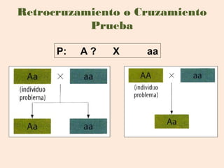 Retrocruzamiento o Cruzamiento
Prueba
P: A ? X aa
 