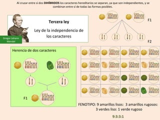 Herencia de dos caracteres
F1
F1
F2
Gregor Johann
Mendel
Tercera ley
Ley de la independencia de
los caracteres
FENOTIPO: 9 amarillos lisos: 3 amarillos rugosos:
3 verdes liso: 1 verde rugoso
9:3:3:1
Al cruzar entre sí dos DIHÍBRIDOS los caracteres hereditarios se separan, ya que son independientes, y se
combinan entre sí de todas las formas posibles.
 