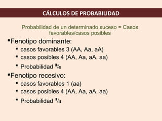 CÁLCULOS DE PROBABILIDAD
Probabilidad de un determinado suceso = Casos
favorables/casos posibles
Fenotipo dominante:
 casos favorables 3 (AA, Aa, aA)
 casos posibles 4 (AA, Aa, aA, aa)
 Probabilidad ¾
Fenotipo recesivo:
 casos favorables 1 (aa)
 casos posibles 4 (AA, Aa, aA, aa)
 Probabilidad ¼
 