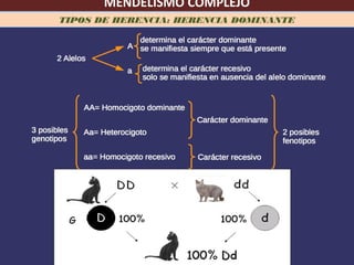 MENDELISMO COMPLEJO
TIPOS DE HERENCIA: HERENCIA DOMINANTE
 