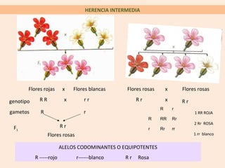 R R r r
R r
x
gametos
F1
R r
genotipo
Flores rojas Flores blancas
Flores rosas
R r R r
Flores rosas Flores rosas
R r
R RR Rr
r Rr rr
x
xx
1 RR ROJA
2 Rr ROSA
1 rr blanco
ALELOS CODOMINANTES O EQUIPOTENTES
R -----rojo r------blanco R r Rosa
HERENCIA INTERMEDIA
 