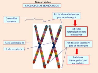 Genes y alelos
Individuo
heterocigótico para
ese carácter
Individuo
homocigótico para
ese carácter
Par de alelos distintos Aa
para un mismo gen
Par de alelos iguales PP
para un mismo gen
Alelo recesivo h
Alelo dominante H
Cromátidas
hermanas
CROMOSOMAS HOMÓLOGOS
 