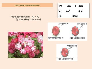 HERENCIA CODOMINANTE P: AA x BB
G: 1 A 1 B
F: 1ABAlelos codominantes A1 = A2
(grupos ABO y color rosas)
 