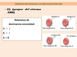 HERENCIA MULTIALÉLICA: 3 O MÁS ALELOS POR GEN
Relaciones de
dominancia-recesividad:
A > i
B > i
A = B
– Ej. (grupos del sistema
ABO)
 