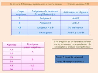 La herencia de los grupos sanguíneos en la especie humana El grupo sanguíneo AB0
Grupo
sanguíneo
Antígenos en la membrana
de los glóbulos rojos
Anticuerpos en el plasma
A
B
AB
0
Antígeno A
Antígeno B
No antígenos
Antígenos A y B
Anti-A
Anti-B
Anti-A y Anti-B
No anticuerpos
Genotipo Fenotipo o
grupo sanguíneo
AA
A0
B0
BB
AB
00
A
B
AB
0
Si los antígenos de un donante reaccionan
con los anticuerpos correspondientes de
un receptor se produce incompatibilidad
Grupo O donante universal
Grupo AB receptor universal
 