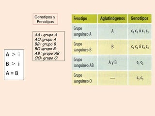 A > i
B > i
A = B
AA : grupo A
AO :grupo A
BB : grupo B
BO :grupo B
AB : grupo AB
OO: grupo O
Genotipos y
Fenotipos
 