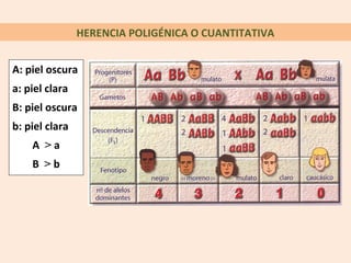 HERENCIA POLIGÉNICA O CUANTITATIVA
A: piel oscura
a: piel clara
B: piel oscura
b: piel clara
A > a
B > b
 