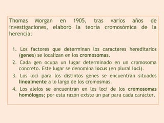 Thomas Morgan en 1905, tras varios años de
investigaciones, elaboró la teoría cromosómica de la
herencia:
1. Los factores que determinan los caracteres hereditarios
(genes) se localizan en los cromosomas.
2. Cada gen ocupa un lugar determinado en un cromosoma
concreto. Este lugar se denomina locus (en plural loci).
3. Los loci para los distintos genes se encuentran situados
linealmente a lo largo de los cromosmas.
4. Los alelos se encuentran en los loci de los cromosomas
homólogos; por esta razón existe un par para cada carácter.
 