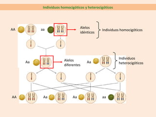 Individuos homocigóticos y heterocigóticos
Alelos
idénticos
Individuos homocigóticosAA aa
Individuos
heterocigóticosAa
Aa AaAA aa
Alelos
diferentes
Aa
 