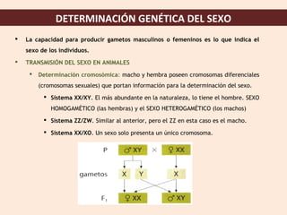 DETERMINACIÓN GENÉTICA DEL SEXO
 La capacidad para producir gametos masculinos o femeninos es lo que indica el
sexo de los individuos.
 TRANSMISIÓN DEL SEXO EN ANIMALES
 Determinación cromosómica: macho y hembra poseen cromosomas diferenciales
(cromosomas sexuales) que portan información para la determinación del sexo.
 Sistema XX/XY. El más abundante en la naturaleza, lo tiene el hombre. SEXO
HOMOGAMÉTICO (las hembras) y el SEXO HETEROGAMÉTICO (los machos)
 Sistema ZZ/ZW. Similar al anterior, pero el ZZ en esta caso es el macho.
 Sistema XX/XO. Un sexo solo presenta un único cromosoma.
 
