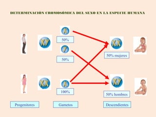 DETERMINACIÓN CROMOSÓMICA DEL SEXO EN LA ESPECIE HUMANA
Progenitores Gametos Descendientes
50%
100%
50%
50% hombres
50% mujeres
 