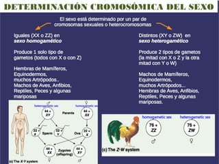 DETERMINACIÓN CROMOSÓMICA DEL SEXO
 
