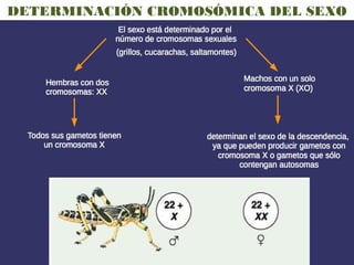 DETERMINACIÓN CROMOSÓMICA DEL SEXO
 