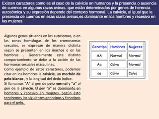 Algunos genes situados en los autosomas, o en
las zonas homslogas de los cromosomas
sexuales, se expresan de manera distinta
según se presenten en los machos o en las
hembras . Generalmente este distinto
comportamiento se debe a la acción de las
hormonas sexuales masculinas.
Como ejemplo de estos caracteres, podemos
citar en los hombres la calvicie, un mechón de
pelo blanco , y la longitud del dedo índice.
Si llamamos "A" al gen de pelo normal y "a" al
gen de la calvicie. El gen "a" es dominante en
hombres y recesivo en mujeres. Según ésto
tendremos los siguientes genotipos y fenotipos
para el pelo.
 