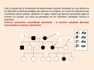 A
B
C D
A: Aa
B: Aa
C: Aa
D: aa
Tras el estudio de la transmisión de determinado carácter fenotípico en una familia se
ha obtenido el árbol genealógico que aparece en la figura, en el que los individuos que
manifiestan dicho carácter aparecen en negro. Indica que tipo de transmisión sigue el
carácter en estudio, así como los genotipos de los individuos señalados. Razona la
respuesta.
Herencia autosómica monohíbrida dominante : el carácter estudiado (fenotipo
representado en negro) es dominante.
 