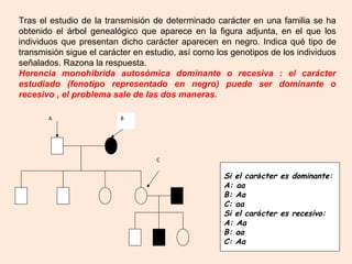 Tras el estudio de la transmisión de determinado carácter en una familia se ha
obtenido el árbol genealógico que aparece en la figura adjunta, en el que los
individuos que presentan dicho carácter aparecen en negro. Indica qué tipo de
transmisión sigue el carácter en estudio, así como los genotipos de los individuos
señalados. Razona la respuesta.
Herencia monohibrida autosómica dominante o recesiva : el carácter
estudiado (fenotipo representado en negro) puede ser dominante o
recesivo , el problema sale de las dos maneras.
A B
C
Si el carácter es dominante:
A: aa
B: Aa
C: aa
Si el carácter es recesivo:
A: Aa
B: aa
C: Aa
 