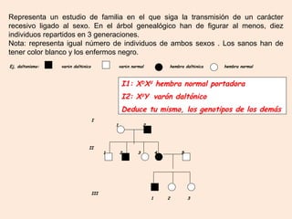 Representa un estudio de familia en el que siga la transmisión de un carácter
recesivo ligado al sexo. En el árbol genealógico han de figurar al menos, diez
individuos repartidos en 3 generaciones.
Nota: representa igual número de individuos de ambos sexos . Los sanos han de
tener color blanco y los enfermos negro.
Ej, daltonismo: varón daltónico varón normal hembra daltónica hembra normal
I1: XD
Xd
hembra normal portadora
I2: Xd
Y varón daltónico
Deduce tu mismo, los genotipos de los demás
I
1 2
II
1 2 3 4 5
III
1 2 3
 