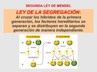 LEY DE LA SEGREGACIÓN:
Al cruzar los híbridos de la primera
generación, los factores hereditarios se
separan y se distribuyen en la segunda
generación de manera independiente.
SEGUNDA LEY DE MENDEL
 