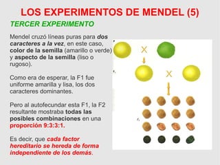 LOS EXPERIMENTOS DE MENDEL (5)
TERCER EXPERIMENTO
Mendel cruzó líneas puras para dos
caracteres a la vez, en este caso,
color de la semilla (amarillo o verde)
y aspecto de la semilla (liso o
rugoso).
Como era de esperar, la F1 fue
uniforme amarilla y lisa, los dos
caracteres dominantes.
Pero al autofecundar esta F1, la F2
resultante mostraba todas las
posibles combinaciones en una
proporción 9:3:3:1.
Es decir, que cada factor
hereditario se hereda de forma
independiente de los demás.
 