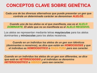 CONCEPTOS CLAVE SOBRE GENÉTICA
Cada una de las diversas alternativas que puede presentar un gen que
controla un determinado carácter se denominan ALELOS.
Los alelos se representan mediante letras mayúsculas para los alelos
dominantes y minúsculas para los alelos recesivos.
Cuando en un individuo los alelos de un gen son diferentes, se dice
que está en HETEROCIGOSIS y el individuo se denomina
HETEROCIGÓTICO o HÍBRIDO para ese caracter.
Cuando uno de los alelos es el que manifiesta, ese es el ALELO
DOMINANTE. El alelo que no se manifiesta es el ALELO RECESIVO.
Cuando en un individuo los alelos de un gen son idénticos
(dominantes o recesivos), se dice que están en HOMOCIGOSIS y que
el individuo es HOMOCIGÓTICO o RAZA PURA para ese caracter.
 