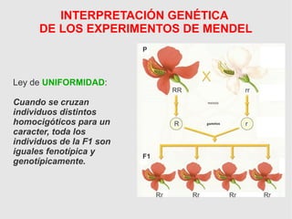 INTERPRETACIÓN GENÉTICA
DE LOS EXPERIMENTOS DE MENDEL
P
RR rr
R r
Rr Rr Rr Rr
F1
Ley de UNIFORMIDAD:
Cuando se cruzan
individuos distintos
homocigóticos para un
caracter, toda los
individuos de la F1 son
iguales fenotípica y
genotípicamente.
 