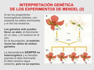 P
RR rr
R r
Rr Rr Rr Rr
F1
Al ser los progenitores
homocigóticos distintos, uno
presenta los alelos dominantes
y el otro los recesivos.
Los gametos solo pueden
llevar un alelo: el dominante
en un caso, y el recesivo en el
otro.
En la fecundación, el embrión
reune los alelos de ambos
gametos.
La descendencia SIEMPRE es
heterocigótica y su fenotipo
expresa el alelo dominante.
El alelo recesivo sigue
presente, pero no se expresa.
INTERPRETACIÓN GENÉTICA
DE LOS EXPERIMENTOS DE MENDEL (2)
 