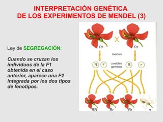 INTERPRETACIÓN GENÉTICA
DE LOS EXPERIMENTOS DE MENDEL (3)
Ley de SEGREGACIÓN:
Cuando se cruzan los
individuos de la F1
obtenida en el caso
anterior, aparece una F2
integrada por los dos tipos
de fenotipos.
Rr Rr
meiosis
posibles
gametos
R Rr r
RR Rr Rr rr
 