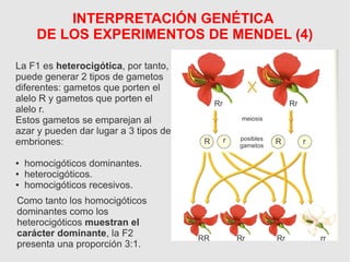INTERPRETACIÓN GENÉTICA
DE LOS EXPERIMENTOS DE MENDEL (4)
La F1 es heterocigótica, por tanto,
puede generar 2 tipos de gametos
diferentes: gametos que porten el
alelo R y gametos que porten el
alelo r.
Estos gametos se emparejan al
azar y pueden dar lugar a 3 tipos de
embriones:
● homocigóticos dominantes.
● heterocigóticos.
● homocigóticos recesivos.
Como tanto los homocigóticos
dominantes como los
heterocigóticos muestran el
carácter dominante, la F2
presenta una proporción 3:1.
Rr Rr
meiosis
posibles
gametos
R Rr r
RR Rr Rr rr
 