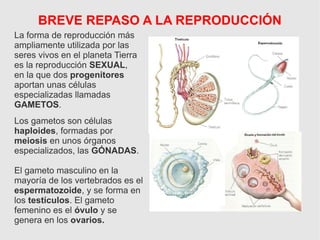 BREVE REPASO A LA REPRODUCCIÓN
La forma de reproducción más
ampliamente utilizada por las
seres vivos en el planeta Tierra
es la reproducción SEXUAL,
en la que dos progenitores
aportan unas células
especializadas llamadas
GAMETOS.
Los gametos son células
haploides, formadas por
meiosis en unos órganos
especializados, las GÓNADAS.
El gameto masculino en la
mayoría de los vertebrados es el
espermatozoide, y se forma en
los testículos. El gameto
femenino es el óvulo y se
genera en los ovarios.
 