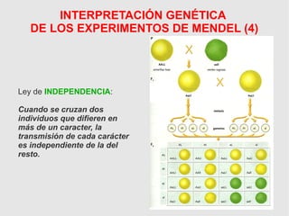 INTERPRETACIÓN GENÉTICA
DE LOS EXPERIMENTOS DE MENDEL (4)
Ley de INDEPENDENCIA:
Cuando se cruzan dos
individuos que difieren en
más de un caracter, la
transmisión de cada carácter
es independiente de la del
resto.
 