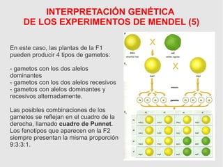 INTERPRETACIÓN GENÉTICA
DE LOS EXPERIMENTOS DE MENDEL (5)
En este caso, las plantas de la F1
pueden producir 4 tipos de gametos:
- gametos con los dos alelos
dominantes
- gametos con los dos alelos recesivos
- gametos con alelos dominantes y
recesivos alternadamente.
Las posibles combinaciones de los
gametos se reflejan en el cuadro de la
derecha, llamado cuadro de Punnet.
Los fenotipos que aparecen en la F2
siempre presentan la misma proporción
9:3:3:1.
 