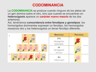 CODOMINANCIA
La CODOMINANCIA se produce cuando ninguno de los alelos de
un gen domina sobre el otro, sino que cuando se encuentran en
heterocigosis aparece un carácter nuevo mezcla de los dos
anteriores.
Así, tendríamos concordancia entre fenotipos y genotipos: los
homocigotos dominantes expresan un fenotipo, los homocigotos
recesivos otro y los heterocigotos un tercer fenotipo diferente.
 