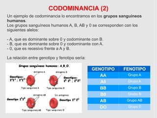CODOMINANCIA (2)
Un ejemplo de codominancia lo encontramos en los grupos sanguíneos
humanos.
Los grupos sanguíneos humanos A, B, AB y 0 se corresponden con los
siguientes alelos:
- A, que es dominante sobre 0 y codominante con B.
- B, que es dominante sobre 0 y codominante con A.
- 0, que es recesivo frente a A y B.
La relación entre genotipo y fenotipo sería:
GENOTIPO FENOTIPO
AA Grupo A
A0 Grupo A
BB Grupo B
B0 Grupo B
AB Grupo AB
OO Grupo 0
 