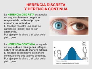HERENCIA DISCRETA
Y HERENCIA CONTINUA
La HERENCIA CONTÍNUA es aquella
en la que dos o más genes influyen
sobre el fenotipo de manera aditiva.
El fenotipo se distribuye de manera
continua entre dos valores extremos.
Por ejemplo: la altura o el color de la
piel o pelo.
La HERENCIA DISCRETA es aquella
en la que solamente un gen es
responsable del fenotipo que
muestra un individuo.
El fenotipo muestra una serie de
caracteres (alelos) que se van
alternando.
Por ejemplo: la altura o el color de la
piel o pelo.
 