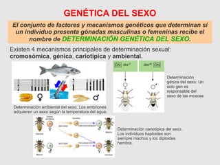 GENÉTICA DEL SEXO
El conjunto de factores y mecanismos genéticos que determinan si
un individuo presenta gónadas masculinas o femeninas recibe el
nombre de DETERMINACIÓN GENÉTICA DEL SEXO.
Existen 4 mecanismos principales de determinación sexual:
cromosómica, génica, cariotípica y ambiental.
Determinación ambiental del sexo. Los embriones
adquieren un sexo según la temperatura del agua.
Determinación
génica del sexo. Un
solo gen es
responsable del
sexo de las moscas
Determinación cariotípica del sexo.
Los individuos haploides son
siempre machos y los diploides
hembra.
 