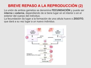 La unión de ambos gametos se denomina FECUNDACIÓN y puede ser
interna o externa, dependiendo de si tiene lugar en el interior o en el
exterior del cuerpo del individuo.
La fecundación da lugar a la formación de una célula huevo o ZIGOTO,
que dará a su vez lugar a un nuevo individuo.
BREVE REPASO A LA REPRODUCCIÓN (2)
 