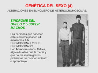 GENÉTICA DEL SEXO (4)
ALTERACIONES EN EL NÚMERO DE HETEROCROMOSOMAS.
SINDROME DEL
DUPLO Y o SUPER
MACHOS
Las personas que padecen
este síndrome poseen 44
autosomas, UN
CROMOSOMA X Y DOS
CROMOSOMAS Y.
Son hombres sanos, fértiles,
algo más altos que la media y
que no presentan graves
problemas de comportamiento
o aprendizaje.
 