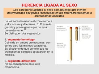 Los caracteres ligados al sexo son aquellos que vienen
determinados por genes localizados en los heterocromosomas o
cromosomas sexuales.
En los seres humanos el cromosoma X
y el Y son muy diferentes. El X es más
grande y posee genes que no están
presentes en el Y.
Se distinguen dos segmentos:
1. segmento homólogo:
Coincide en ambos cromosomas, con
genes para los mismos caracteres.
Es el segmento que permite que los
cromosomas sexuales se apareen en la
meiosis.
2. segmento diferencial:
No se corresponde en el otro
cromosoma.
HERENCIA LIGADA AL SEXO
 