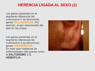 HERENCIA LIGADA AL SEXO (2)
Los genes presentes en el
segmento diferencial del
cromosoma Y se denominan
genes HOLÁNDRICOS. Por
ejemplo, el gen responsable del
pelo en las orejas.
Los genes presentes en el
segmento diferencial del
cromosoma X se denominan
genes GINÁNDRICOS.
En este caso hablamos de
enfermedades más graves como
el DALTONISMO o la
HEMOFILIA.
 