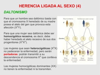 DALTONISMO
Para que un hombre sea daltónico basta con
que el cromosoma X heredado de su madre
posea el alelo del gen que provoca esta
afección (XD
Y).
Para que una mujer sea daltónica debe ser
homocigótica recesiva, es decir, debe
haber heredado el alelo recesivo de sus dos
progenitores (XD
XD
).
Las mujeres que sean heterocigóticas (XD
X)
no padeceran la enfermedad, pero serán
portadoras: podrán transmitir a su
descendencia el cromosoma XD
que conlleva
la enfermedad.
Las mujeres homocigóticas dominantes (XX)
no tienen la enfermedad ni la transmiten.
HERENCIA LIGADA AL SEXO (4)
 