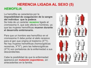 HERENCIA LIGADA AL SEXO (5)
HEMOFILIA.
La hemofilia se caracteriza por la
imposibilidad de coagulación de la sangre
del individuo que la padece.
Se trata de un carácter recesivo ligado al
cromosoma X, que solo afecta a hombres, ya
que las mujeres hemofílicas mueren durante
el desarrollo embrionario.
Para que un hombre sea hemofílico en el
cromosoma X debe portar el alelo recesivo
para el gen que origina el trastorno (XH
Y).
No hay mujeres hemofílicas (homocigóticas
recesivas, XH
XH
), pero las heterocigóticas
(XH
X) son portadoras de la enfermedad a sus
descendientes.
Cabe la posibilidad de que la enfermedad
aparezca por mutación espontánea, sin
antecedentes en la familia.
 