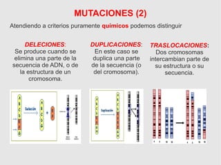 DELECIONES:
Se produce cuando se
elimina una parte de la
secuencia de ADN, o de
la estructura de un
cromosoma.
DUPLICACIONES:
En este caso se
duplica una parte
de la secuencia (o
del cromosoma).
TRASLOCACIONES:
Dos cromosomas
intercambian parte de
su estructura o su
secuencia.
MUTACIONES (2)
Atendiendo a criterios puramente químicos podemos distinguir
 