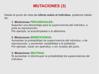 MUTACIONES (3)
Desde el punto de vista del efecto sobre el individuo, podemos hablar
de:
1. Mutaciones PERJUDICIALES:
Suponen una desventaja para la supervivencia del individuo, o
para su reproducción.
Por ejemplo, la acondroplasia o el albinismo.
2. Mutaciones BENEFICIOSAS:
Aumentan la probabilidad de superviviencia del individuo, o de
reproducción, y aumentan variabilidad a la población.
Por ejemplo, nacer sin apéndice, o sin muelas del juicio.
3. Mutaciones NEUTRAS:
Ni aumentan ni disminuyen la probabilidad de superviviencia del
individuo.
 
