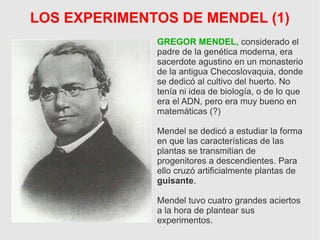 LOS EXPERIMENTOS DE MENDEL (1)
GREGOR MENDEL, considerado el
padre de la genética moderna, era
sacerdote agustino en un monasterio
de la antigua Checoslovaquia, donde
se dedicó al cultivo del huerto. No
tenía ni idea de biología, o de lo que
era el ADN, pero era muy bueno en
matemáticas (?)
Mendel se dedicó a estudiar la forma
en que las características de las
plantas se transmitian de
progenitores a descendientes. Para
ello cruzó artificialmente plantas de
guisante.
Mendel tuvo cuatro grandes aciertos
a la hora de plantear sus
experimentos.
 