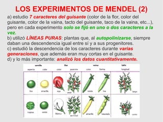 a) estudio 7 caracteres del guisante (color de la flor, color del
guisante, color de la vaina, tacto del guisante, taco de la vaina, etc...),
pero en cada experimento solo se fijó en uno o dos caracteres a la
vez.
b) utilizó LÍNEAS PURAS: plantas que, al autopolinizarse, siempre
daban una descendencia igual entre sí y a sus progenitores.
c) estudió la descendencia de los caracteres durante varias
generaciones, que además eran muy cortas en el guisante.
d) y lo más importante: analizó los datos cuantitativamente.
LOS EXPERIMENTOS DE MENDEL (2)
 