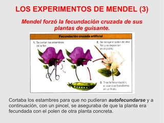 LOS EXPERIMENTOS DE MENDEL (3)
Cortaba los estambres para que no pudieran autofecundarse y a
continuación, con un pincel, se aseguraba de que la planta era
fecundada con el polen de otra planta concreta.
Mendel forzó la fecundación cruzada de sus
plantas de guisante.
 